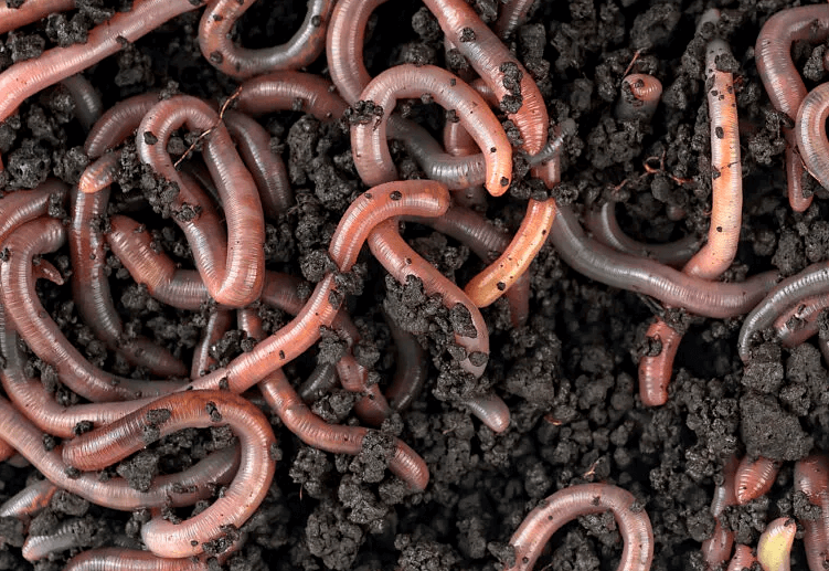 how to grow worms for fishing