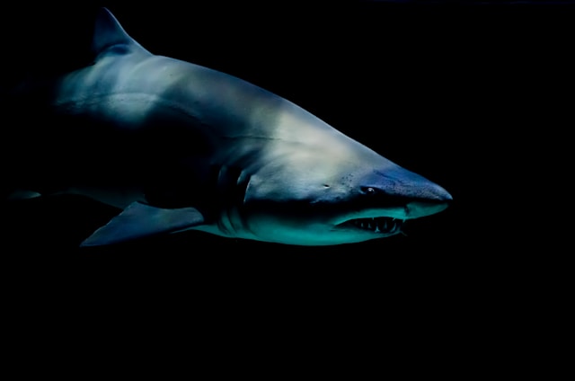 A menacing shark glides gracefully through the murky depths, its sleek form barely visible in the darkness.