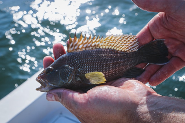 A small black perch