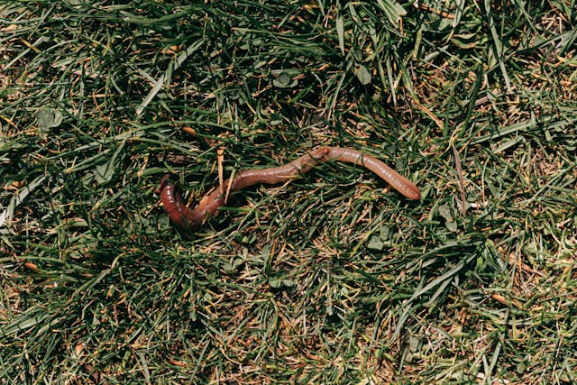 How to grow worms for fishing: the Eco-Angler’s Guide to Worm Farming for Bait
