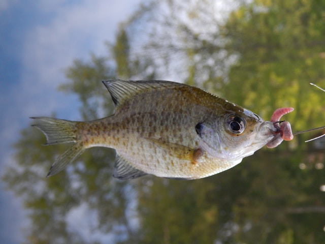 Navigating the Waters: Your Ultimate Guide to Perch Fishing in Chicago