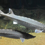 different types of sturgeon