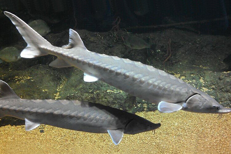 Different Types of Sturgeon: A Comprehensive Guide