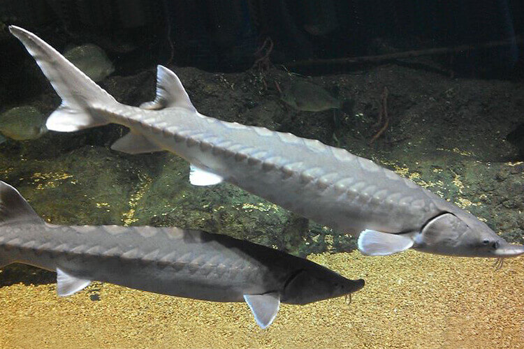 different types of sturgeon